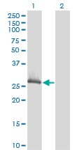 IHC-plus™ CLIC1 / NCC27 Antibody (clone 3F9)