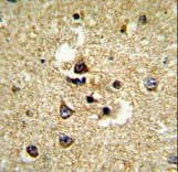 CYP7B1 Antibody (aa252-281)