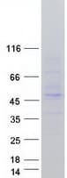 Human TRIM13 Protein (Recombinant Myc-DDK (Flag))