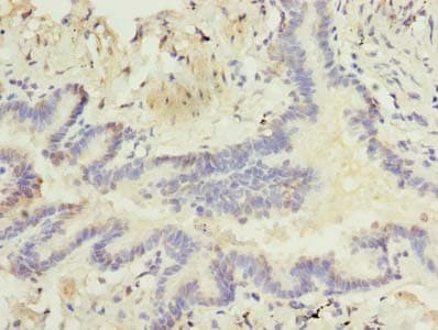 RNF24 Antibody (aa45-148)