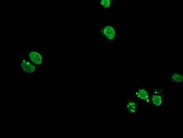 HOXC11 Antibody (clone OTI4B8)