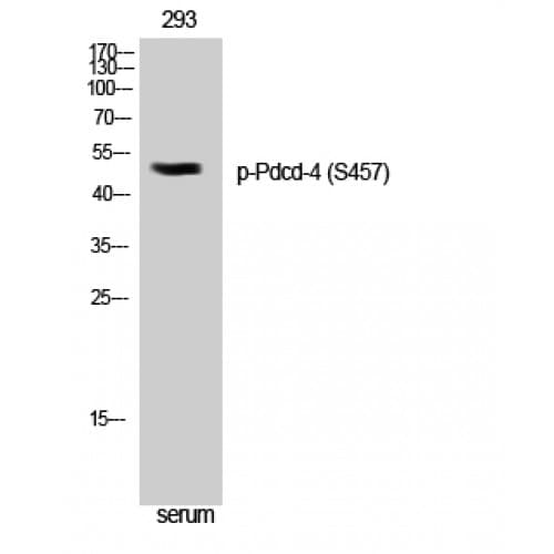 PDCD4 Antibody (400-480 aa)