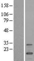 FMR1NB Protein (Over-Expression Lysate Myc-DDK (Flag))