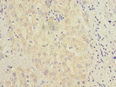 BEND7 Antibody