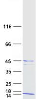 Human H2AFY / MACROH2A1 Protein (Recombinant Myc-DDK (Flag))