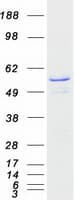 Human FMO2 Protein (Recombinant Myc-DDK (Flag))