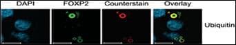 IHC-plus™ UBC / Ubiquitin C Antibody (aa36-66)
