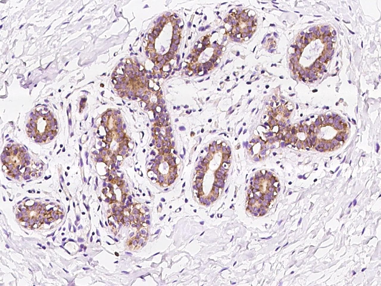 Polyclonal Rabbit anti-Human FAU / Fub1 Antibody (IHC, WB)