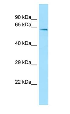 TXNRD3 Antibody (aa251-300)