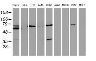 MSI1 / Musashi 1 Antibody (clone OTI2A10)
