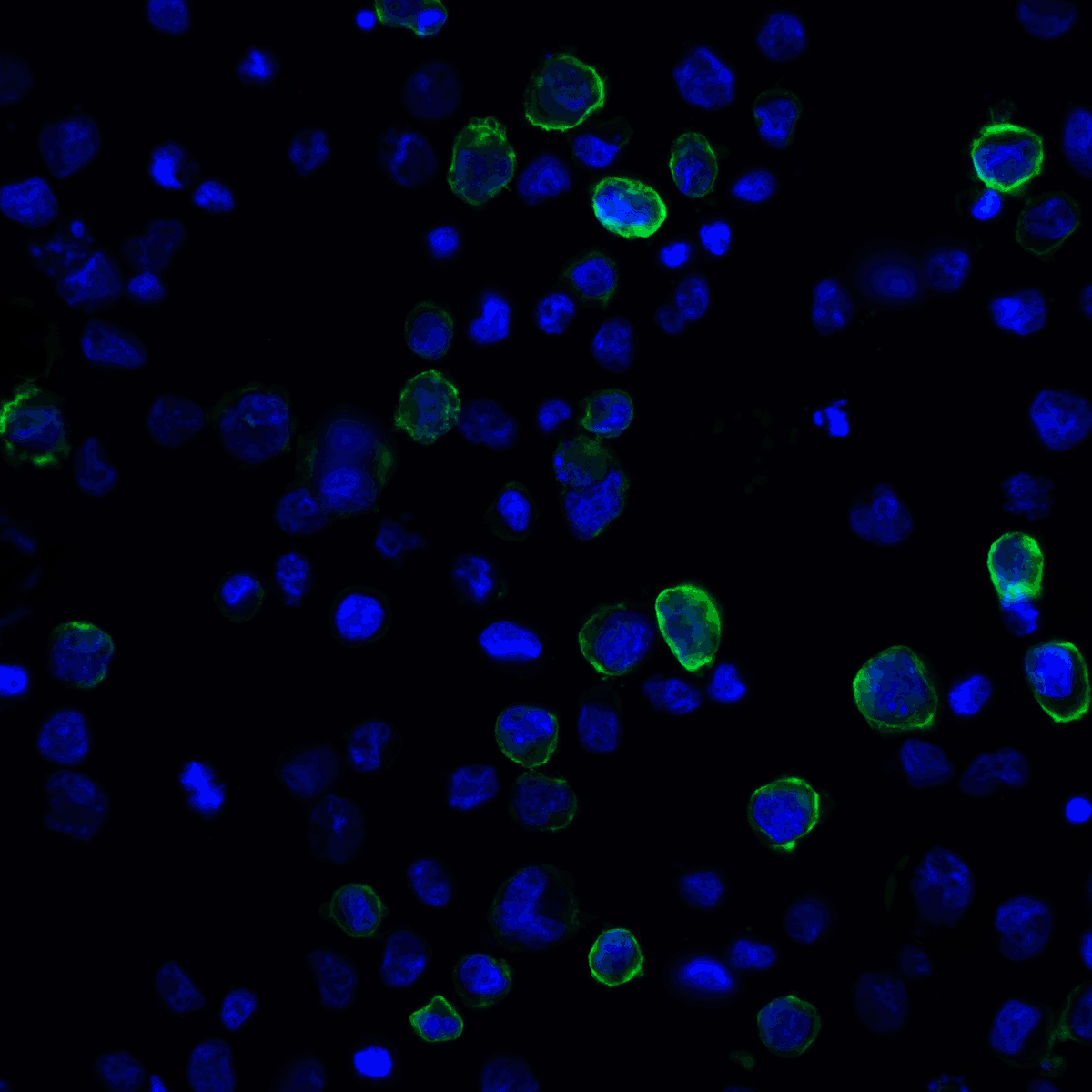 PD-L2 / PDCD1LG2 / CD273 Antibody (clone 7C1)