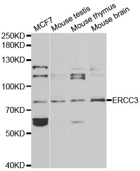 IHC-plus™ ERCC3 / XPB Antibody