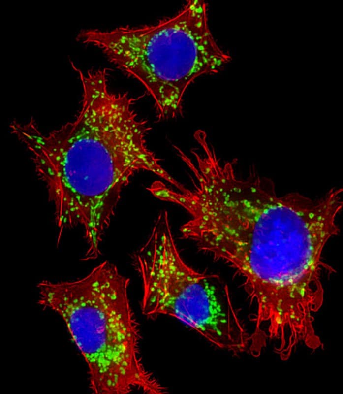 HSPD1 / HSP60 Antibody