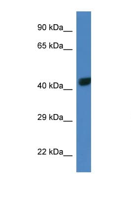 Polyclonal Rabbit anti-Mouse TBX10 Antibody (aa200-249, WB)