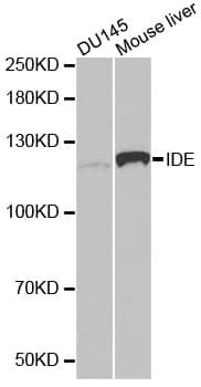 IDE Antibody