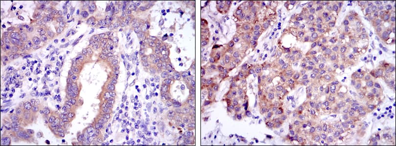 REL / C-Rel Antibody (clone 1E7)