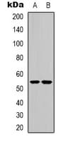 CHRNA9 Antibody (N-Terminus)