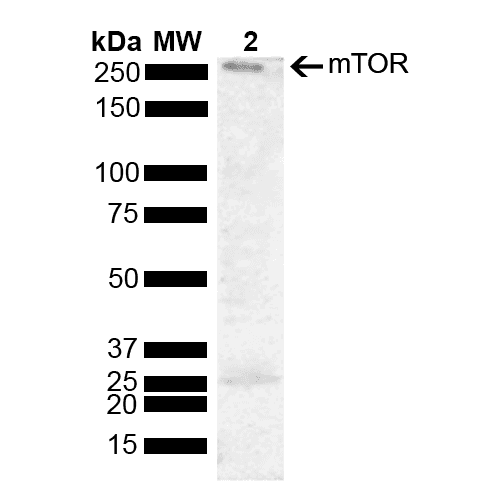 MTOR Antibody (FITC)