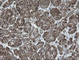 NDUFB10 Antibody (clone OTI1H6)