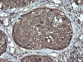 ANAPC11 / APC11 Antibody (clone OTI3F5, Carrier-free)