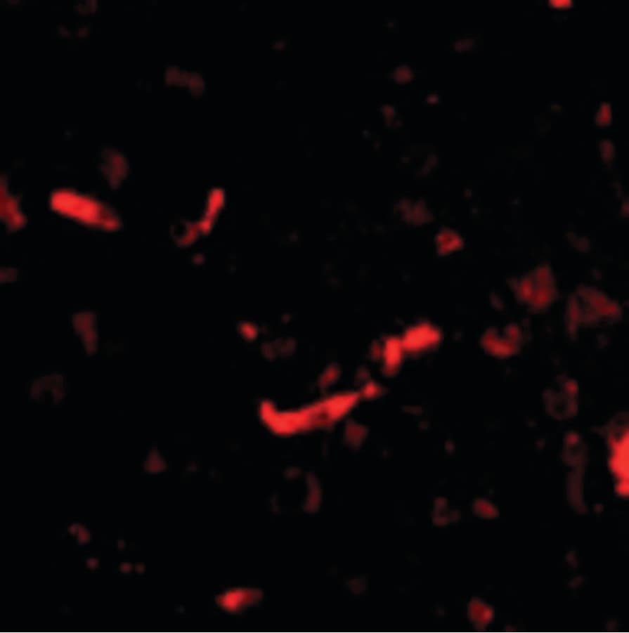 IHC-plus™ DLGAP2 Antibody