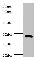 Polyclonal Rabbit anti-Sheep IL-1B / IL-1 Beta Antibody (WB)