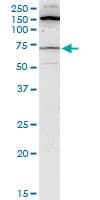 BLK Antibody (clone 3E5-3A8)