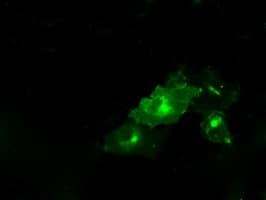 PTPRE / PTP Epsilon Antibody (clone OTI3D4, Carrier-free)