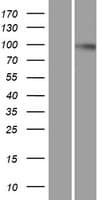DNM2 / Dynamin-2 Protein (Over-Expression Lysate Myc-DDK (Flag))