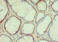 PAX4 Antibody (aa50-200)