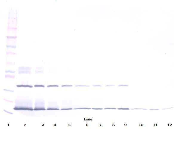 IHC-plus™ IFNL2 / IL28A Antibody