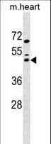 c-Maf Antibody (aa14-42)
