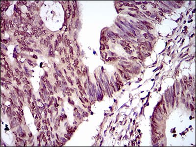 Monoclonal Mouse anti-Human HIWI2 / PIWIL4 Antibody (clone 10G9B11, aa304-434, IHC, WB)