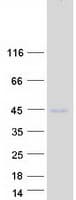 Human OCSP / TSPAN10 Protein (Recombinant Myc-DDK (Flag))