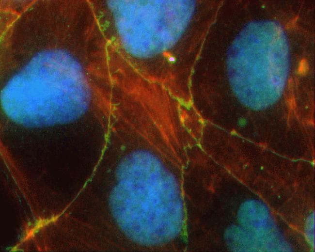 CLDN4 / Claudin 4 Antibody (C-Terminus, clone 3E2C1)