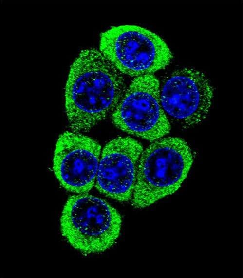 TMEM150B Antibody (aa13-41)
