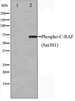 Polyclonal Rabbit anti-Human RAF1 / RAF Antibody (phospho-Ser301, WB)