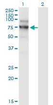 NVL Antibody (clone 3F6)
