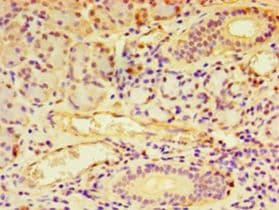 RGS20 / RGSZ1 Antibody (aa40-556)