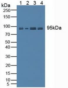 SYNE2 / Nesprin-2 Antibody (aa6-296)