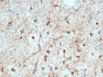 GFAP Antibody (clone GFAP/2076)