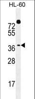 DUX4 Antibody (aa246-275)
