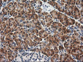 RGS16 Antibody (clone OTI4C9, Carrier-free)
