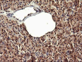 PADI4 / PAD4 Antibody (clone OTI3E1)