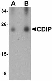 Polyclonal Rabbit anti-Human C16orf5 / I1 Antibody (IHC, IF, WB)