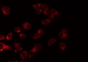 CDH13 / Cadherin 13 Antibody
