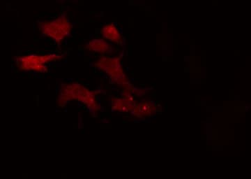 APPBP2 Antibody