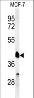 IHC-plus™ RXTA / RXR-Alpha Antibody (aa196-224)