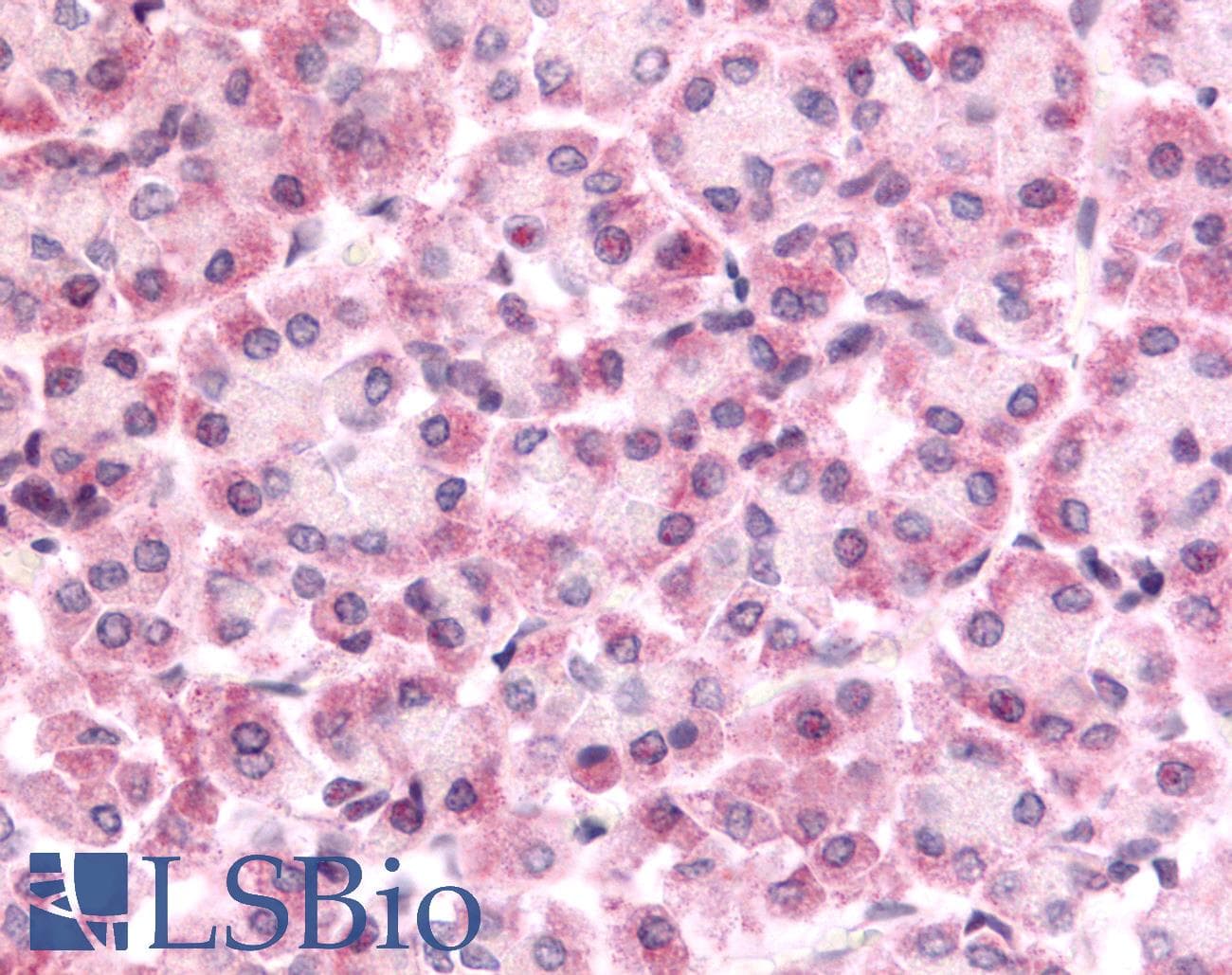 PathPlus™ Polyclonal Rabbit anti-Human DUSP22 / JSP 1 Antibody (Internal, IHC)