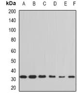 Polyclonal Rabbit anti-Human PPIE / Cyclophilin E Antibody (WB)